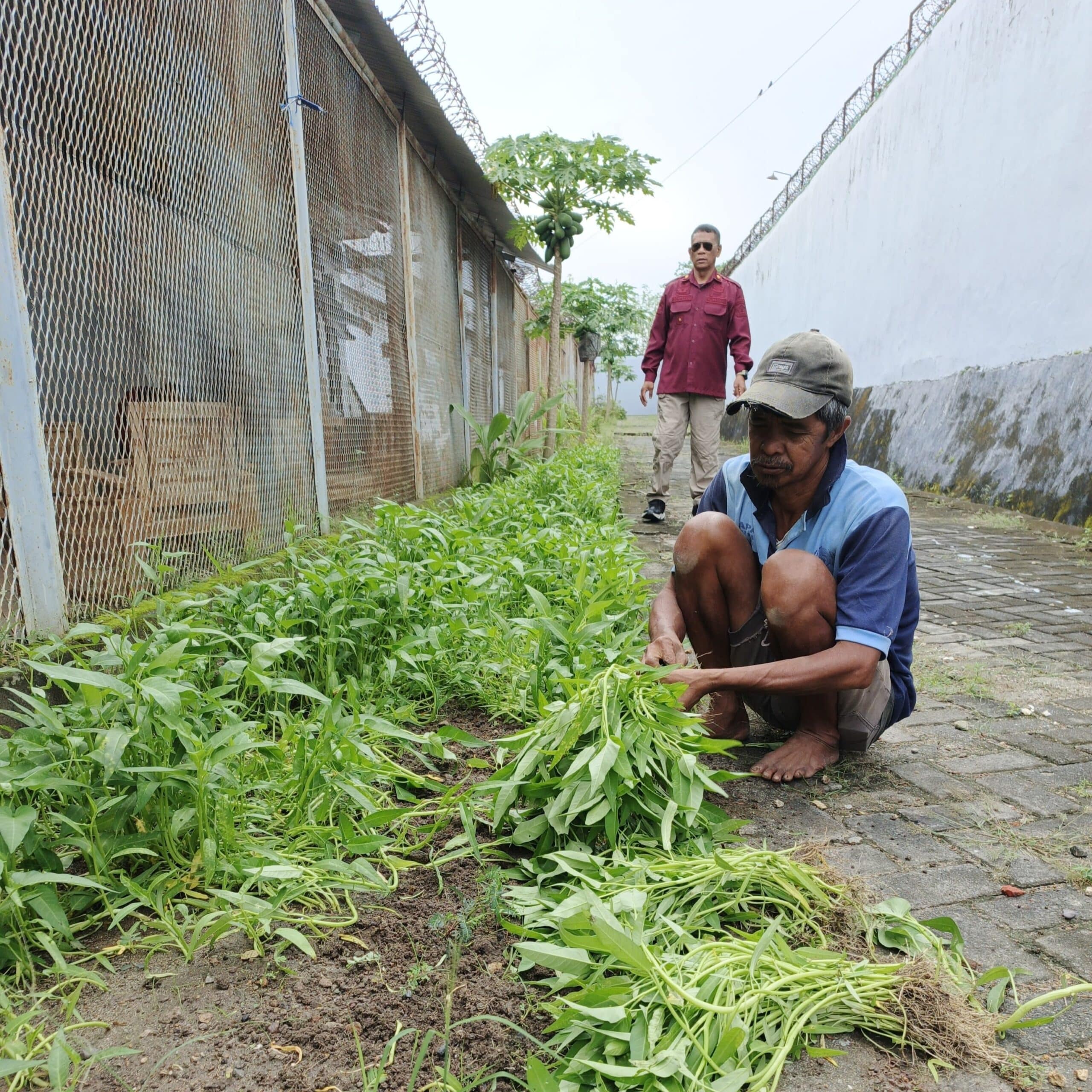 Program Ketahanan Pangan Dibalik Tembok Penjara Berbuah Hasil saatnya Panen Sayur, WBP Lapas Parepare Sumringah