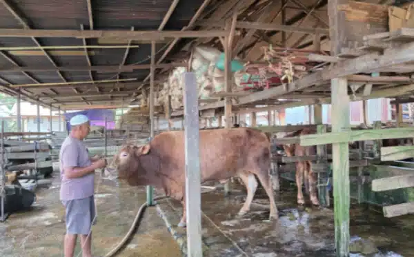 DPRD Makassar Minta Pengawasan Ketat Hewan Kurban Jelang Iduladha 2025