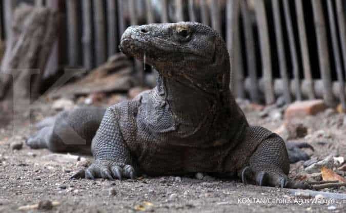 Indonesia Akan Pinjamkan Komodo ke Jepang untuk Program Pengembangbiakan