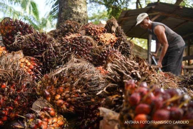 Menakar Keuntungan Penerapan B50 di Indonesia, Hemat Devisa hingga Rp 139,8 Triliun