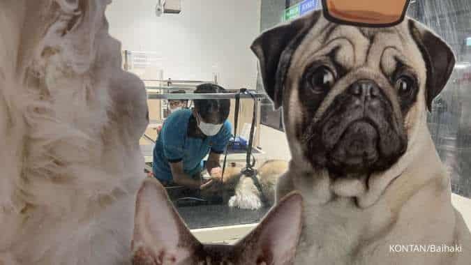 Industri Makanan Hewan Lokal China Melejit, Merek Global Kian Terdesak