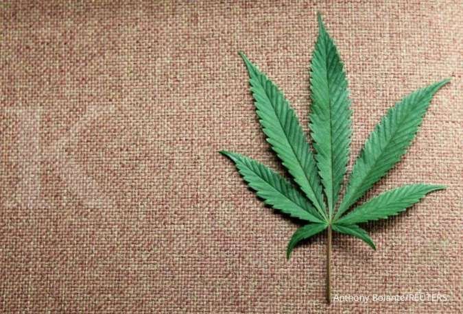 AS Longgarkan Aturan Ganja, Picu Perubahan Besar Industri Senilai US Miliar