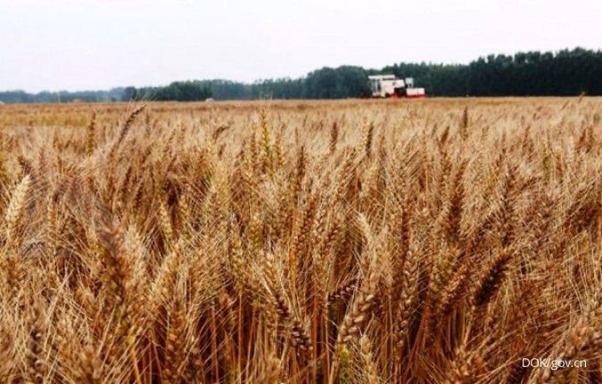 Perang Iran Picu Lonjakan Harga Pupuk, Produksi Pangan Global Terancam