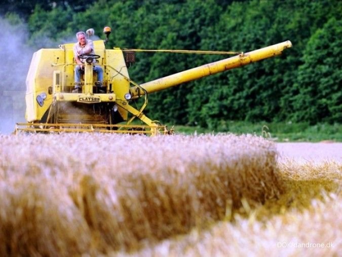 Petani Australia Kurangi Tanam Gandum Akibat Konflik Iran dan Cuaca Kering