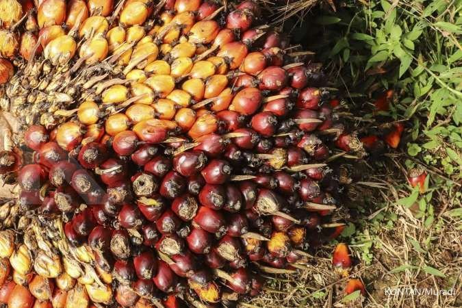 Reli Harga Minyak Sawit Diproyeksi Berlanjut Seiring Kenaikan Permintaan Biodiesel