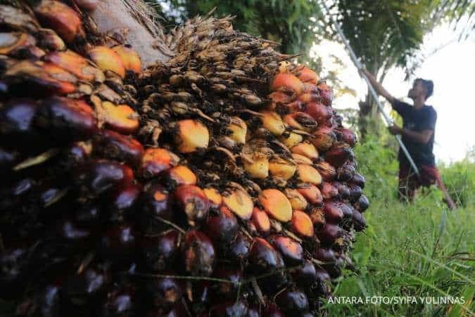 Malaysia Turunkan Harga Referensi Minyak Sawit Mentah Juli, Bea Masuk Tetap 10%