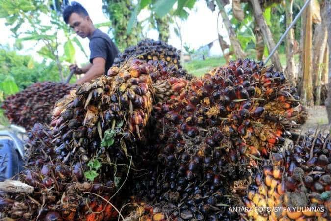 Malaysia Turunkan Harga Referensi CPO Juli, Bea Keluar Tetap 10%