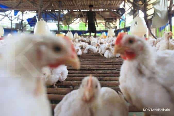 Filipina Laporkan Wabah Flu Burung H5N1