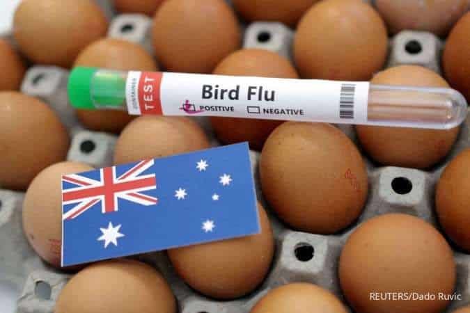 Filipina dan Australia Laporkan Wabah Flu Burung