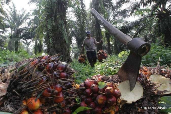 Impor Minyak Nabati India Diproyeksi Naik hingga Oktober, Harga CPO Bakal Menguat