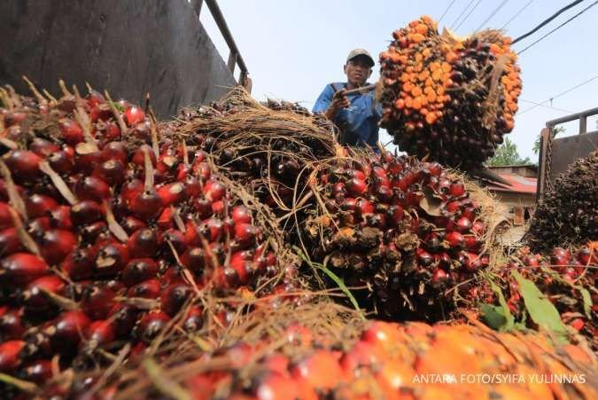 Impor Minyak Sawit India Melonjak 50% pada Juli, Persediaan Mulai Dipulihkan