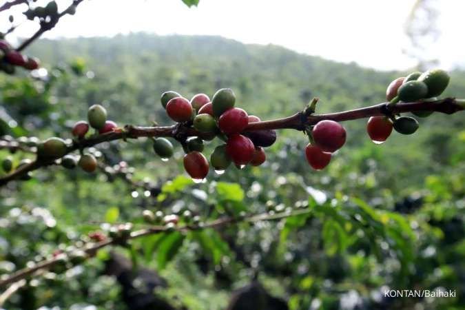 Harga Kopi Vietnam Stabil Kamis (20/8), Premium Robusta Indonesia Naik