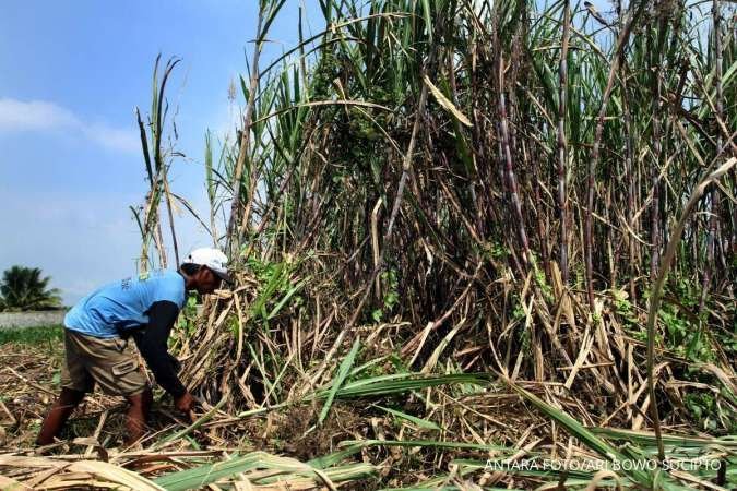 Redam Kenaikan Harga Gula, India Pertimbangkan Pembatasan Tebu untuk Etanol