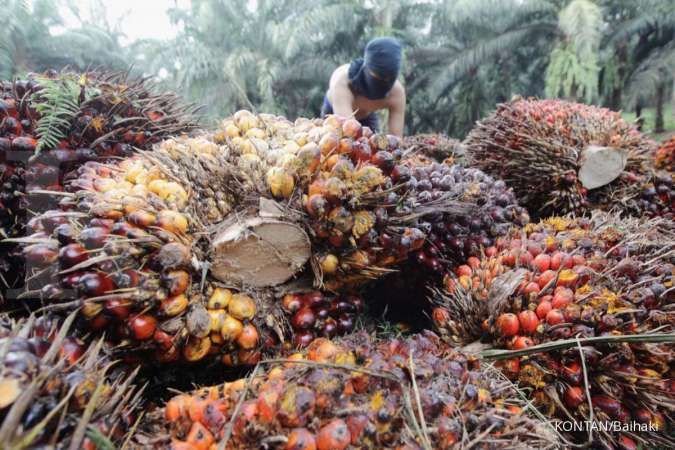 Stok Minyak Sawit Malaysia di Juli Capai Level Tertinggi dalam 5 Bulan, Produksi Naik