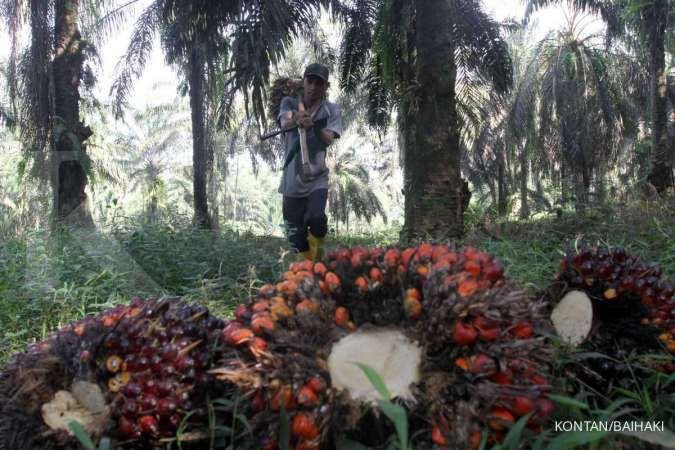 Harga CPO Diproyeksi Tetap di Atas US$ 1,154 per Ton hingga Akhir 2026